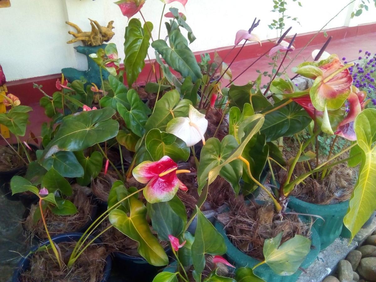 מלון נלת'אניה Vegetable Garden House מראה חיצוני תמונה